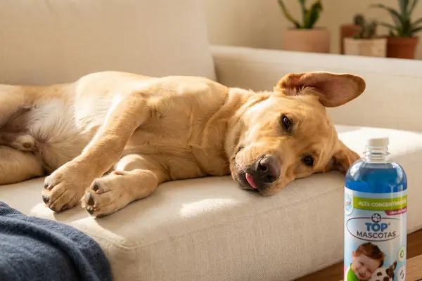 Perro descansando en un sillón junto a una botella de Top Mascotas